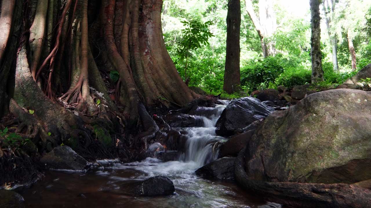 Baraliyar